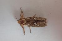 Korscheltellus lupulinus