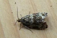 Celypha lacunana