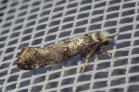 Paraswammerdamia