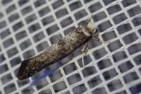 Paraswammerdamia