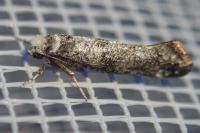 Paraswammerdamia