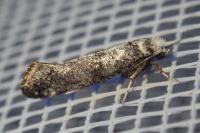 Paraswammerdamia