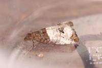 Notocelia roborana
