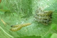 Yponomeuta padella
