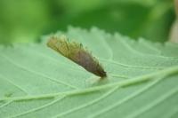Coleophora limosipennella