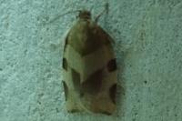 Choristoneura hebenstreitella