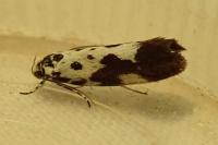 Ethmia quadrillella