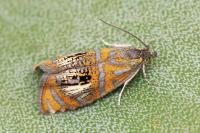 Olethreutes arcuella