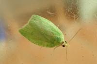 Tortrix viridana