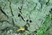 Sesia apiformis