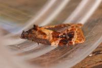 Ditula angustiorana