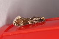 Dryadaula heindeli