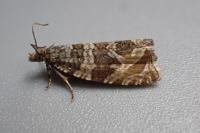 Celypha rivulana
