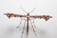 Amblyptilia punctidactyla