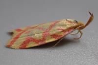 Hypercallia citrinalis