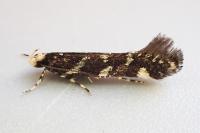 Eteobalea anonymella