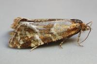 Aethes hartmanniana