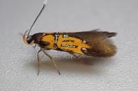 Schiffermuelleria schaefferella