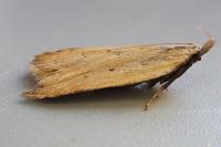 Dichomeris limosella