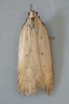 Dichomeris limosella