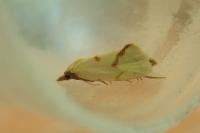 Agapeta hamana