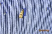 Celypha striana