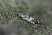 Epinotia subocellana