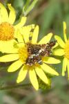 Thyris fenestrella