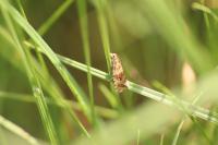 Celypha rivulana