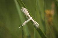 Pterophorus pentadactylus