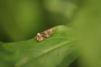 Celypha lacunana