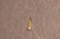 Agapeta hamana