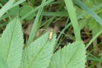 Nemophora ochsenheimerella