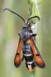 Pyropteron chrysidiforme