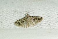 Alucita hexadactyla