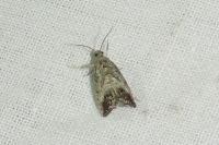 Cydia splendana