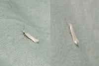 Opostega salaciella
