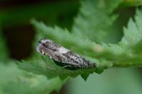 Dichrorampha agilana
