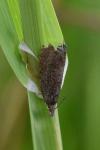 Dichrorampha plumbana