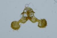 Dichrorampha agilana