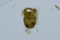 Dichrorampha plumbana