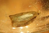 Pandemis cerasana