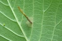 Coleophora limosipennella