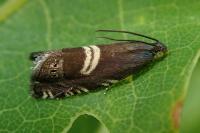 Grapholita fissana