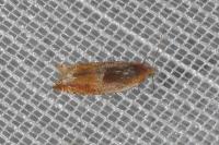 Ancylis mitterbacheriana