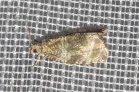 Celypha lacunana