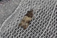 Gypsonoma sociana