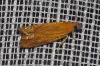 Lathronympha strigana
