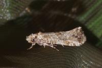 Morophaga choragella