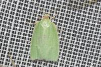 Tortrix viridana